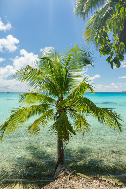 Paradise view Atoll Rangiroa, Francia Polinézia - Fotó, kép