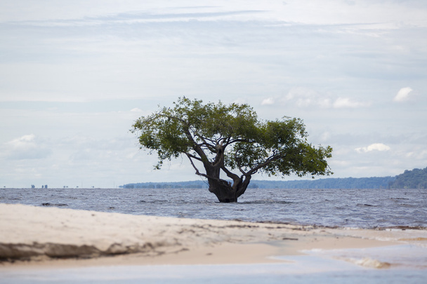 Árvore silvestre em pé no Rio Amazonas em Manaus, Brasil
 - Foto, Imagem
