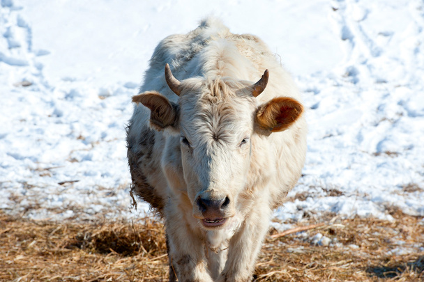 biały krowa z brązowe plamy na łąka śnieg - Zdjęcie, obraz