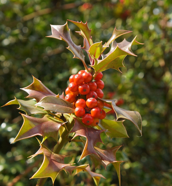 Ilex aquifolium with red berries - Photo, Image