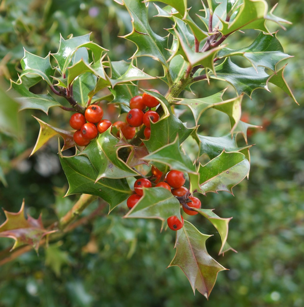 Ilex aquifolium with red berries - Photo, Image