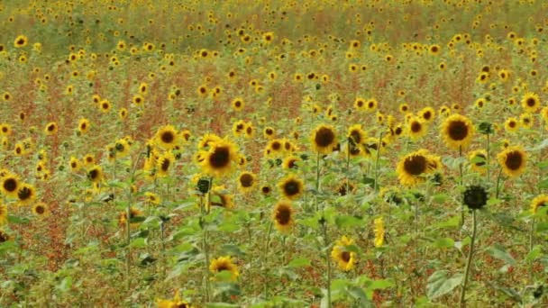 A field of blooming sunflowers - Video, Çekim
