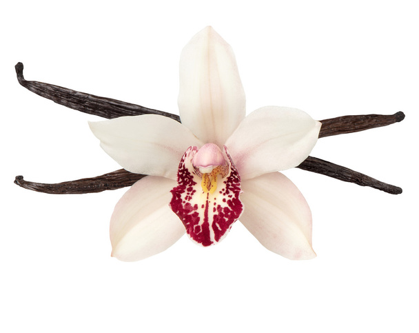 Vanilla pods and orchid flower head isolated on white - Photo, Image