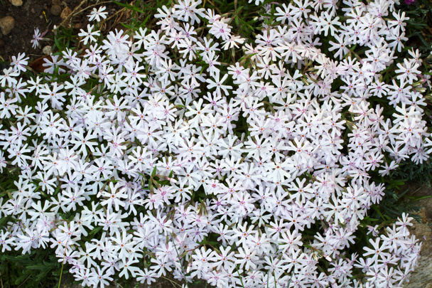 Phlox subulata branco
 - Foto, Imagem