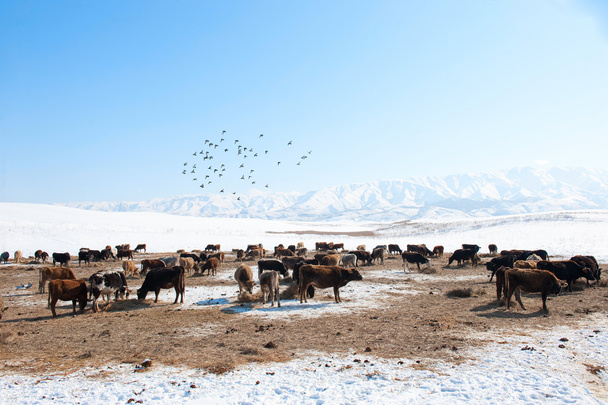 Herd of cows in the background of snowy mountains - Photo, Image