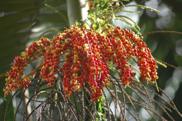 Индийские аюрведические фрукты
 - Фото, изображение