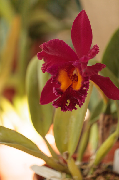 Fleurs d'orchidée de Cattleya
 - Photo, image