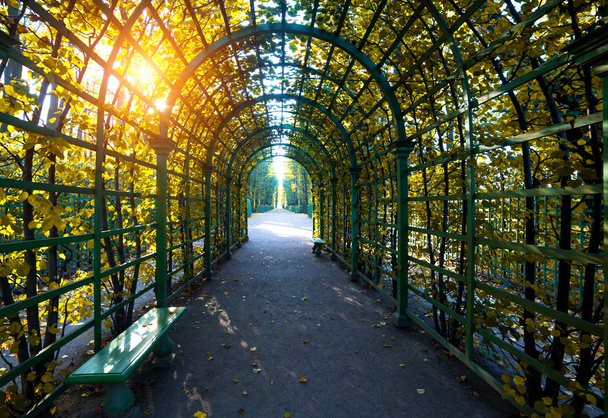 The Summer Garden in Saint-Petersburg, Russia - Fotoğraf, Görsel