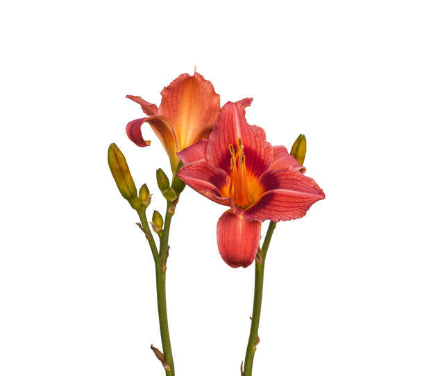 Somon rengi mor"Bicolor" Daylily - Fotoğraf, Görsel