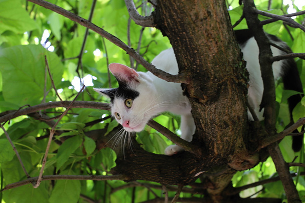 Gato en el árbol - Foto, Imagen