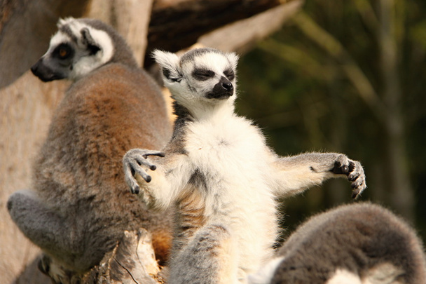 Magic lemur with open hands - Photo, Image