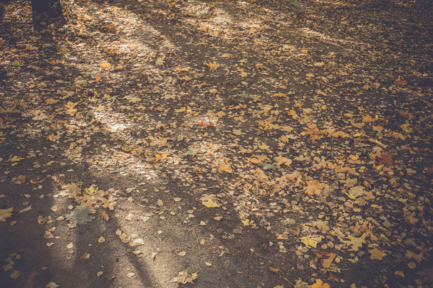 Φθινοπωρινά φύλλα στο έδαφος ρετρό - Φωτογραφία, εικόνα