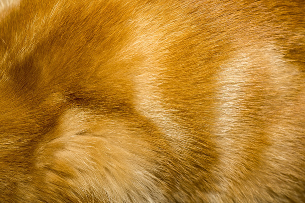 Textura de pele de gato vermelho
 - Foto, Imagem