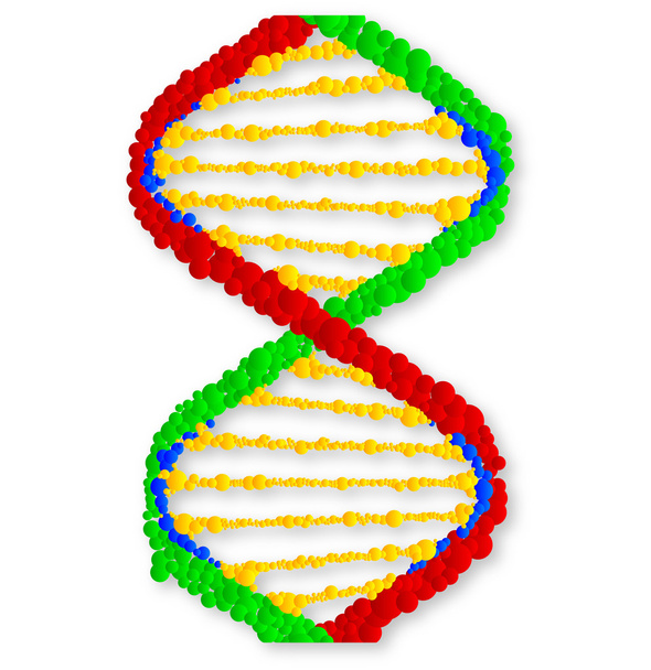 Twin DNA Strands - Vector, Image