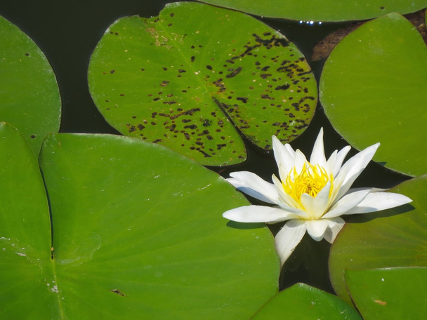 a lotus flower - Фото, изображение