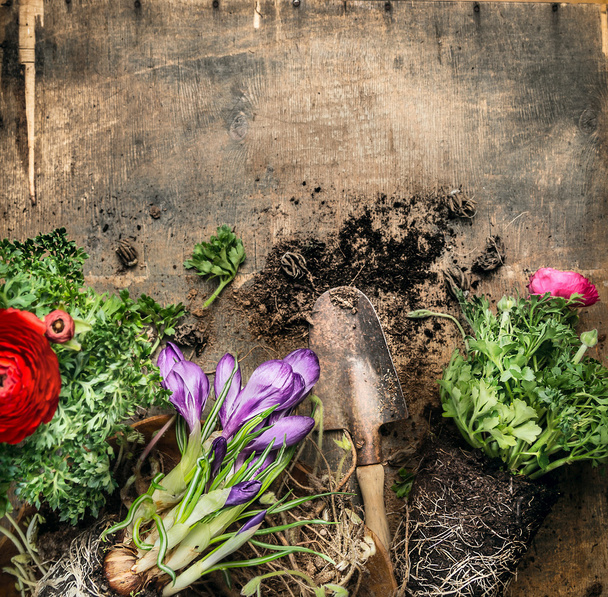 Spring gardening with scoop - Fotoğraf, Görsel