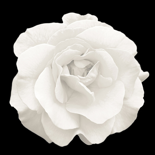 Tender white rose flower macro isolated on black - Photo, Image