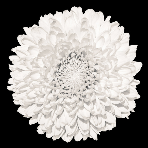 Pályázati fehér krizantém (arany-daisy) virág makró elszigetelt fekete - Fotó, kép