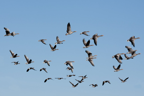 Flock of geese - Photo, Image