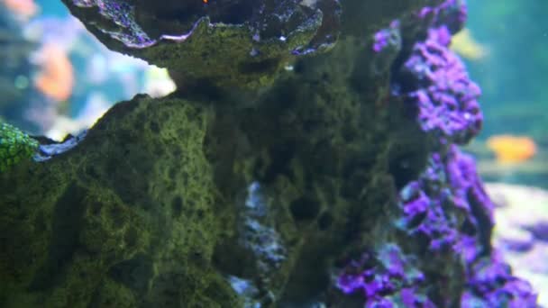 Palyaço balığı veya deniz anemon ile tehlikede - Video, Çekim