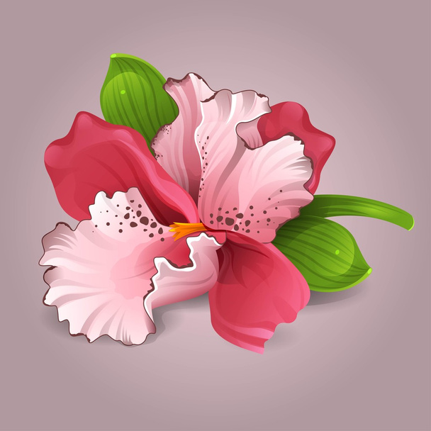 krásná růžová orchidej - Vektor, obrázek