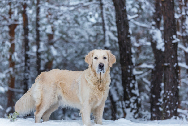 perro en bosque de invierno - Foto, Imagen