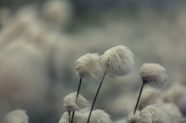 fiori di cotone artico
 - Foto, immagini