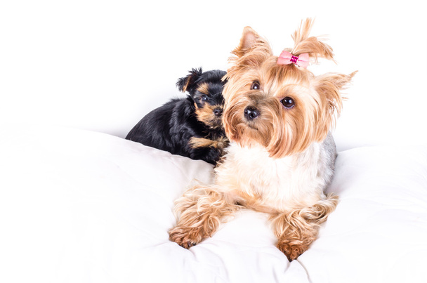 Yorkshire terrier mom and pup, 2 months old, isolated on white.  - Foto, immagini