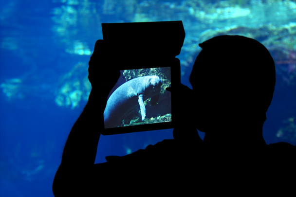 Fotografiar un acuario de manatíes
. - Foto, Imagen