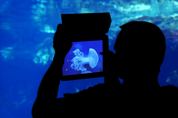 Photographing a jellyfish aquarium. - Photo, Image