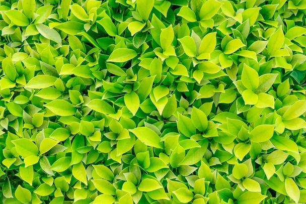 yaprak yeşil arka plan - Fotoğraf, Görsel
