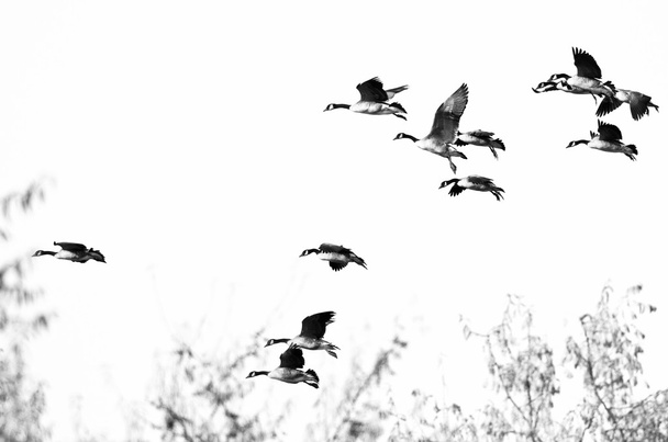 Стадо Канади гусей, що летіли на білому фоні - Фото, зображення