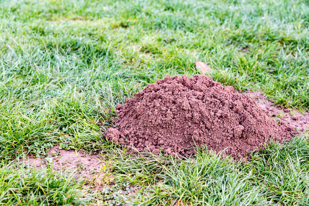 Molehill in a garden - Photo, Image