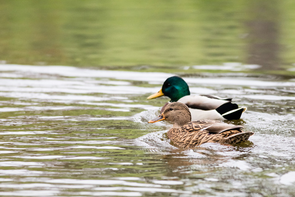 Two wild ducks on the water - Photo, Image