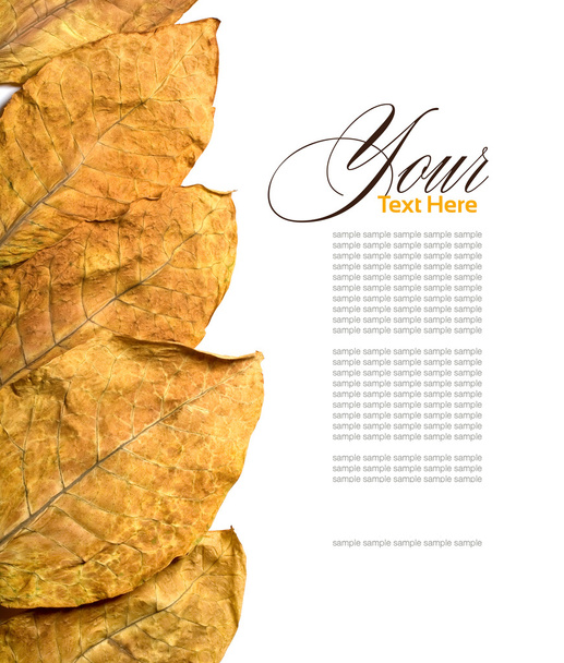 bladeren van tabak - Foto, afbeelding