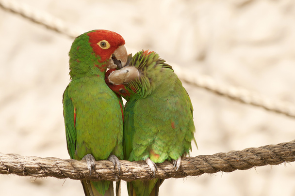 Kissing parrots on a rope - Photo, Image
