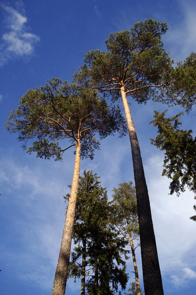 Two pine trees - Fotó, kép