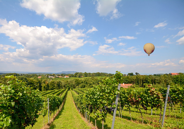 Воздушный шар пролетел над виноградом красного вина в винограднике перед сбором урожая, Штирия Австрия Европа
 - Фото, изображение
