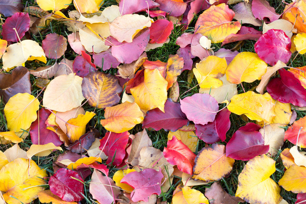 Sok őszi színek - Fotó, kép