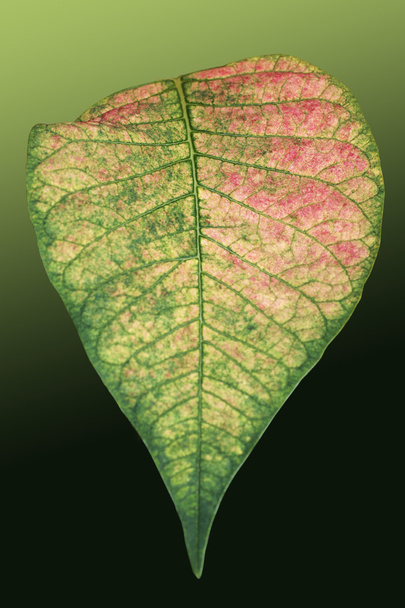 Kolorowy liść poinsettia - Zdjęcie, obraz