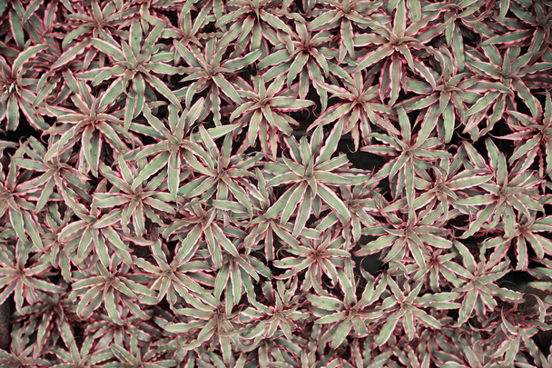 Aechmea fasciata, Bromeliad texture, Background - Photo, Image