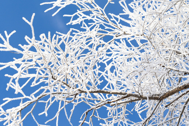 natuur, winterlandschap - Foto, afbeelding