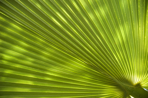 Palm leaf texture - Photo, Image