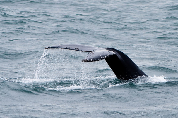 cauda de baleia
 - Foto, Imagem