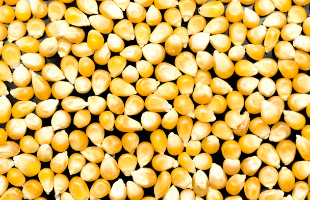 Granel de granos de maíz
 - Foto, Imagen
