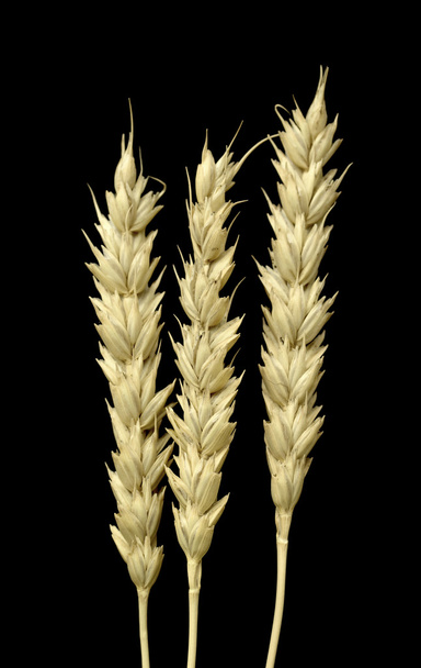 ear of wheat on a black background - Photo, Image