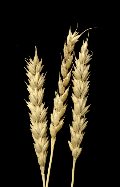 klas pšenice na černém pozadí - Fotografie, Obrázek