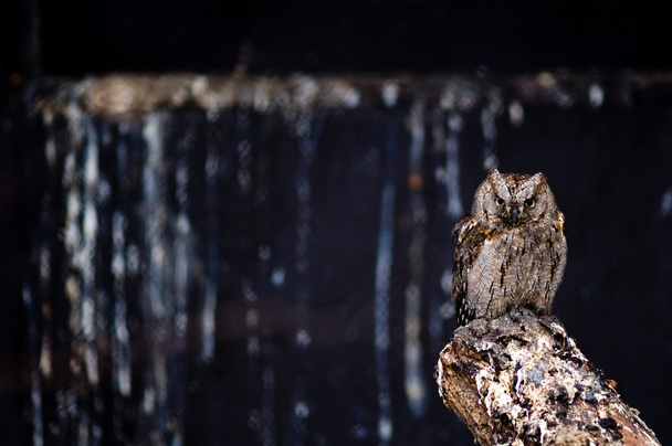 Depressed little owl - Valokuva, kuva