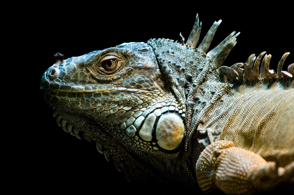 Gyönyörű iguana portré ellen fekete bacground - Fotó, kép