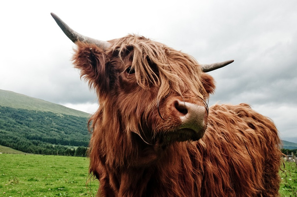 ハイランド牛の肖像画 - 写真・画像